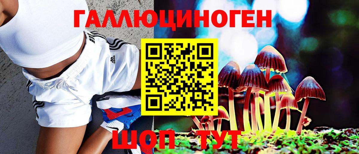 Псилоцибиновые грибы Psilocybe Балтийск