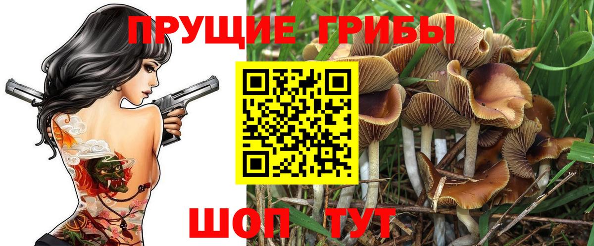 Галлюциногенные грибы GOLDEN TEACHER  Балтийск 