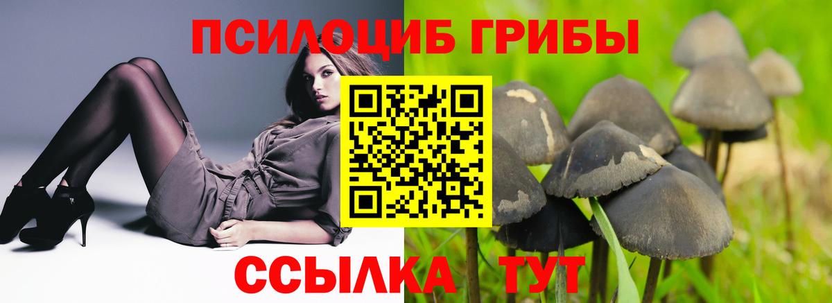 Балтийск  Галлюциногенные грибы Psilocybe  Вход с VPN 