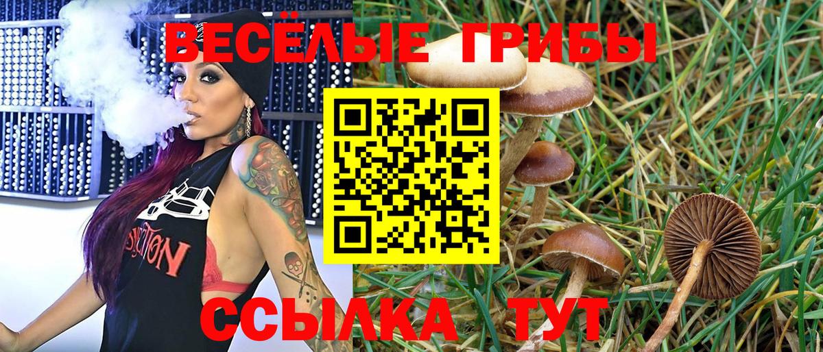 Псилоцибиновые грибы Psilocybe Балтийск